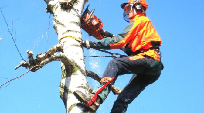 fakivágás alpintechnikával Gyál, fakivagas alpintechnikaval gyal