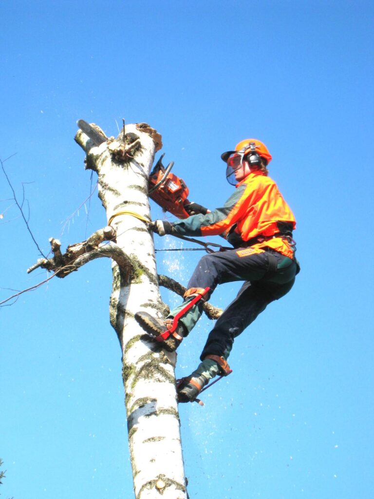 fakivágás alpintechnikával Gyál, fakivagas alpintechnikaval gyal